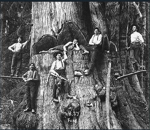 Av alla träd som växte på ömse sidor av Columbiafloden blev jättetujornas rotstam störst.