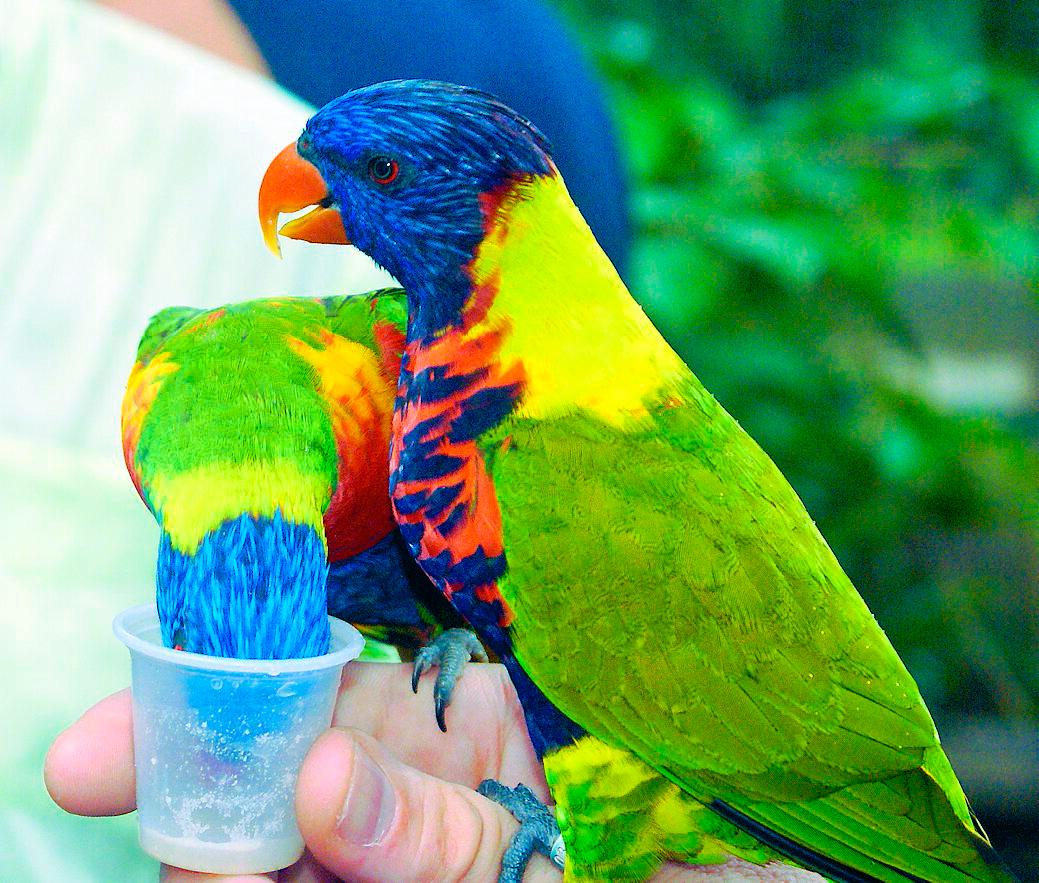 Botaniska trädgården i byn Deshaies är full av färgglada fåglar.
