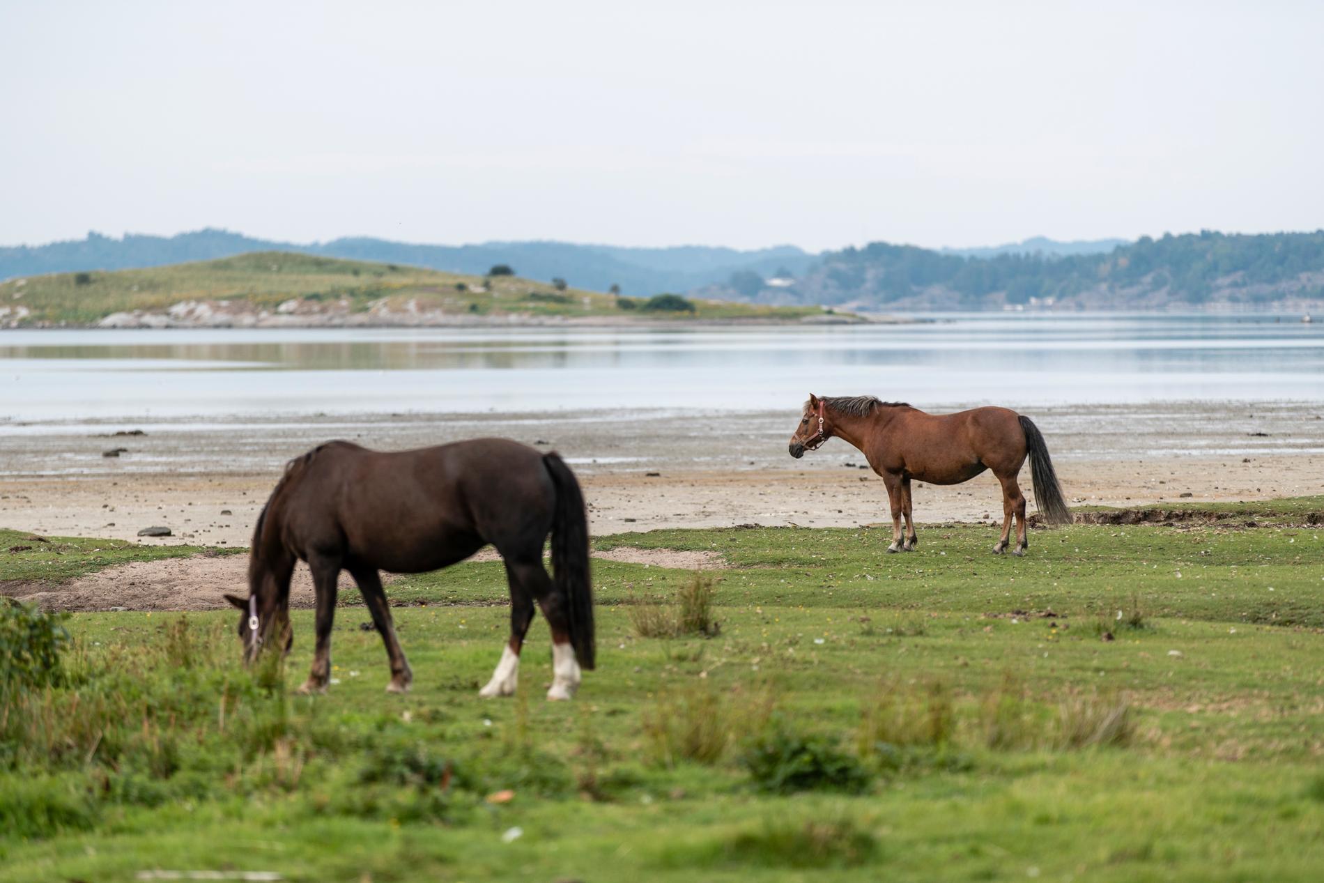 Hästar vid det närbelägna ridhuset har fått mystiska färgfläckar på sig