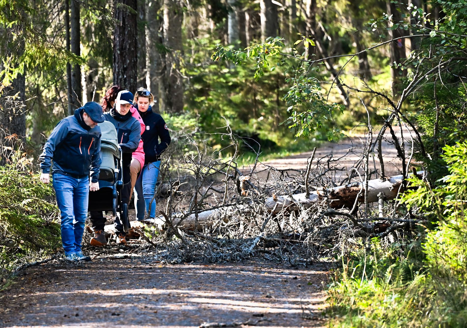 Ett nerblåst träd ligger kvar över en vandringsled i Tyresta nationalpark utanför Stockholm i början av oktober.