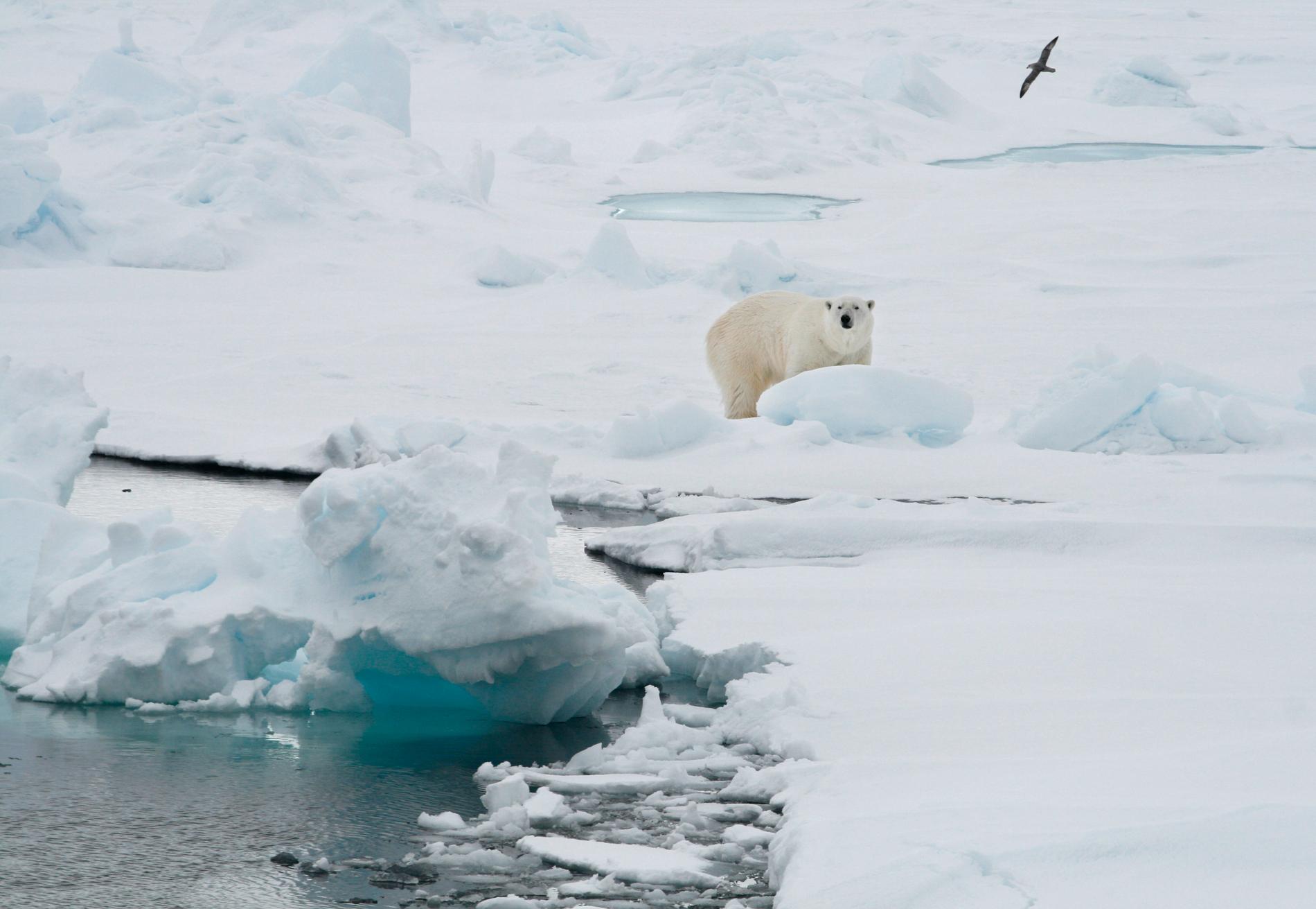 En annan isbjörn, siktad bland isflak vid Svalbard. 