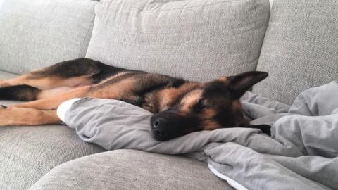 Hunden Nasa vilar upp sig på soffan efter försvinnandet. 