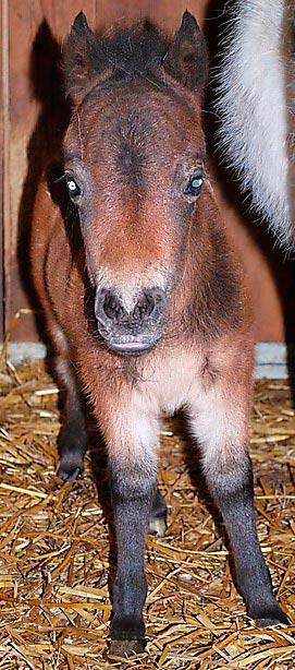 Minihästen  Sixten, Parken zoo, Eskilstuna 
Fölet Sixten är en amerikansk miniatyrhäst och när han föddes vägde han bara sex kilo! Det var i februari men Sixten är fort­farande ett pytteföl.
