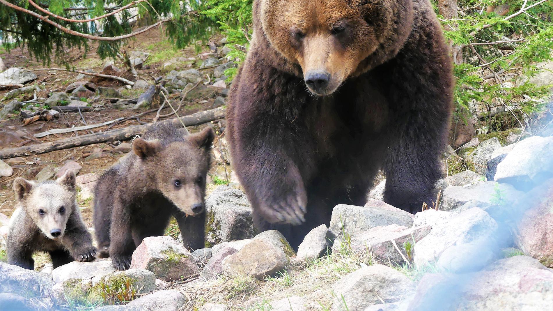 Tre björnpojkar är redo att möta besökarna i Orsa Rovdjurspark.