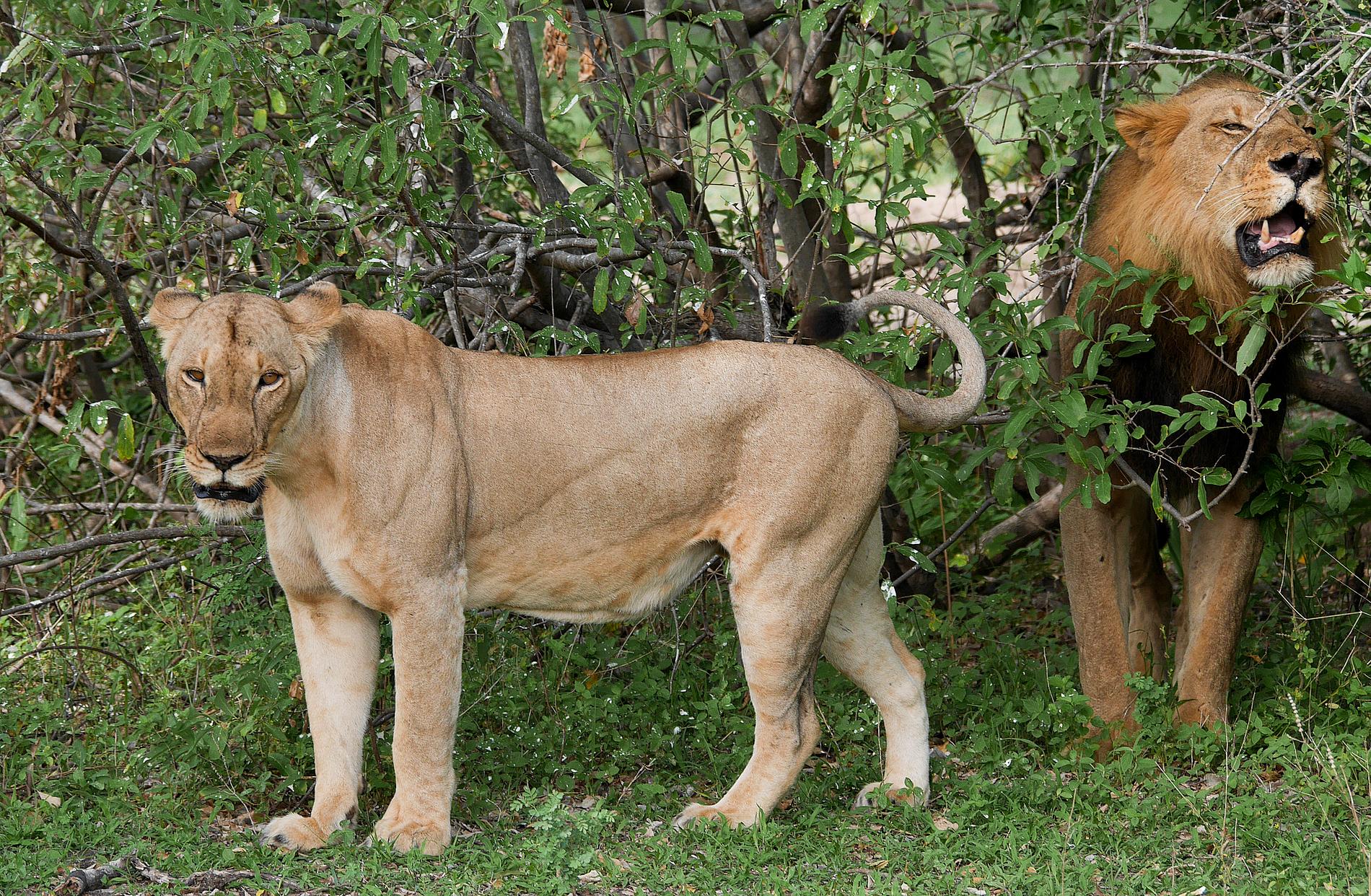 Två andra lejon, sannolikt inte coronasmittade. Arkivbild.