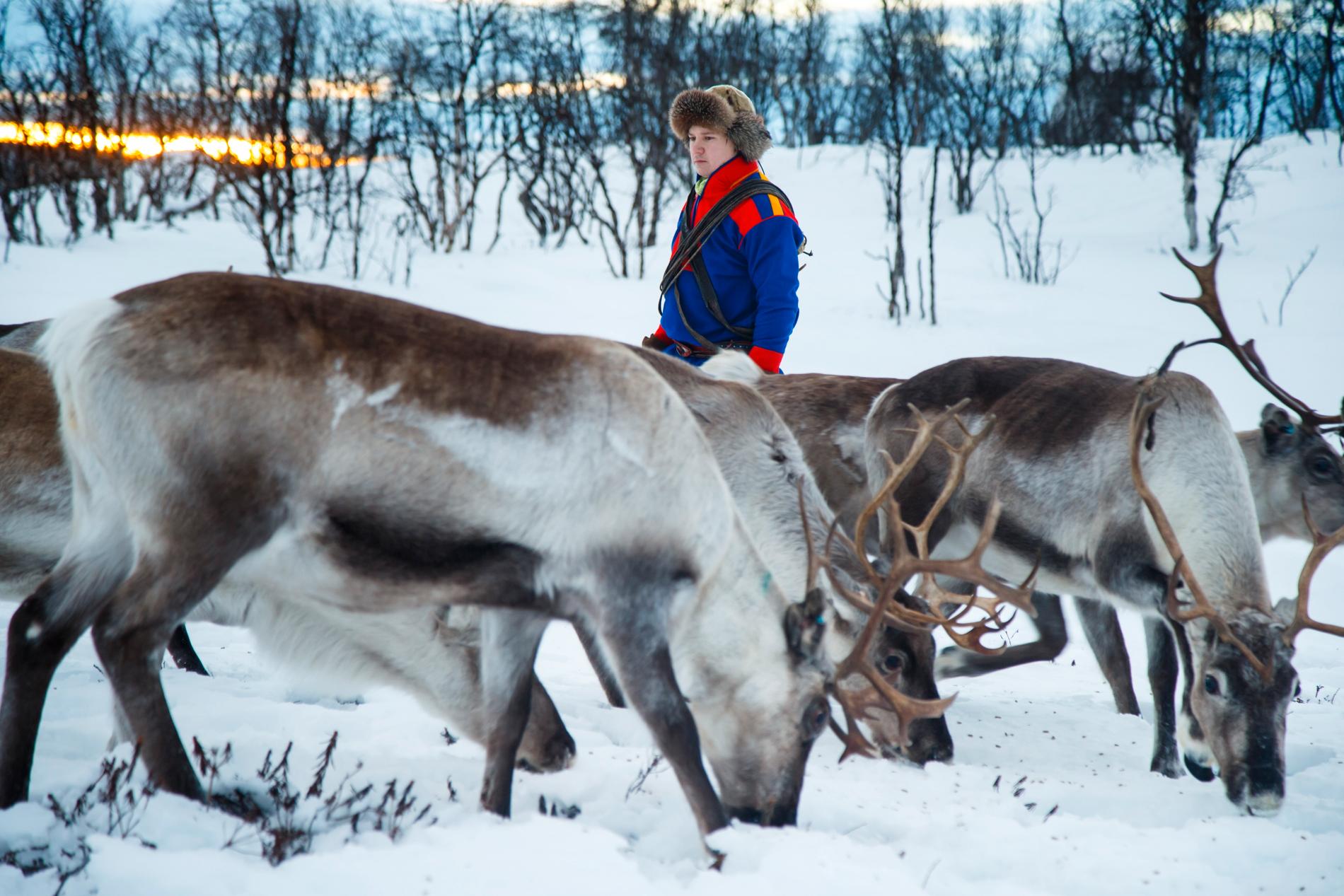 Renskötsel är en traditionell samisk näring. Det finns cirka 4 600 renägare i Sverige och runt 2 500 personer beräknas vara beroende av inkomster från renskötsel, enligt Sametinget. Arkivbild.