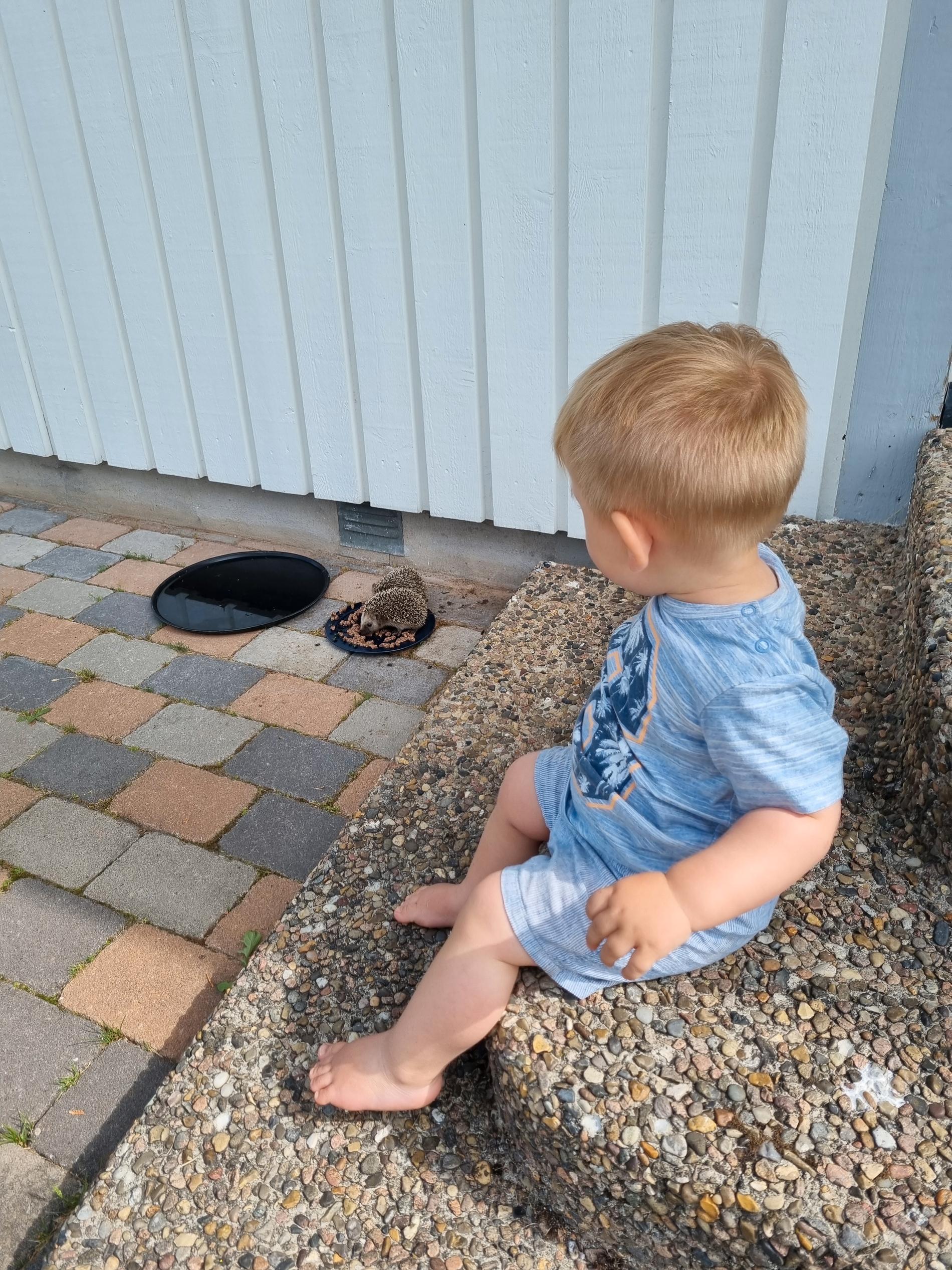 Sonen Ivar, 1, håller koll på att igelkottarna får i sig mat. 