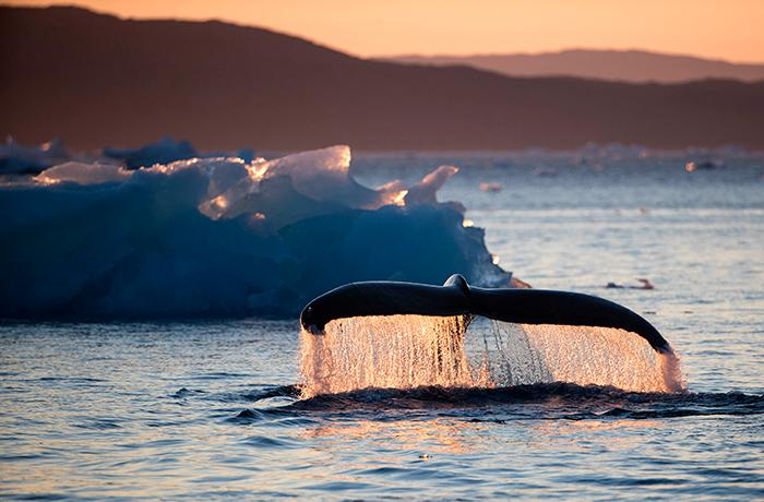 På sommaren är det många valar som befinner sig i vattnen utanför Antarktis. 