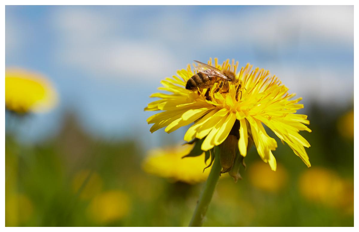 Rensa inte bort maskrosorna – ett bi nära dig kan behöva den.