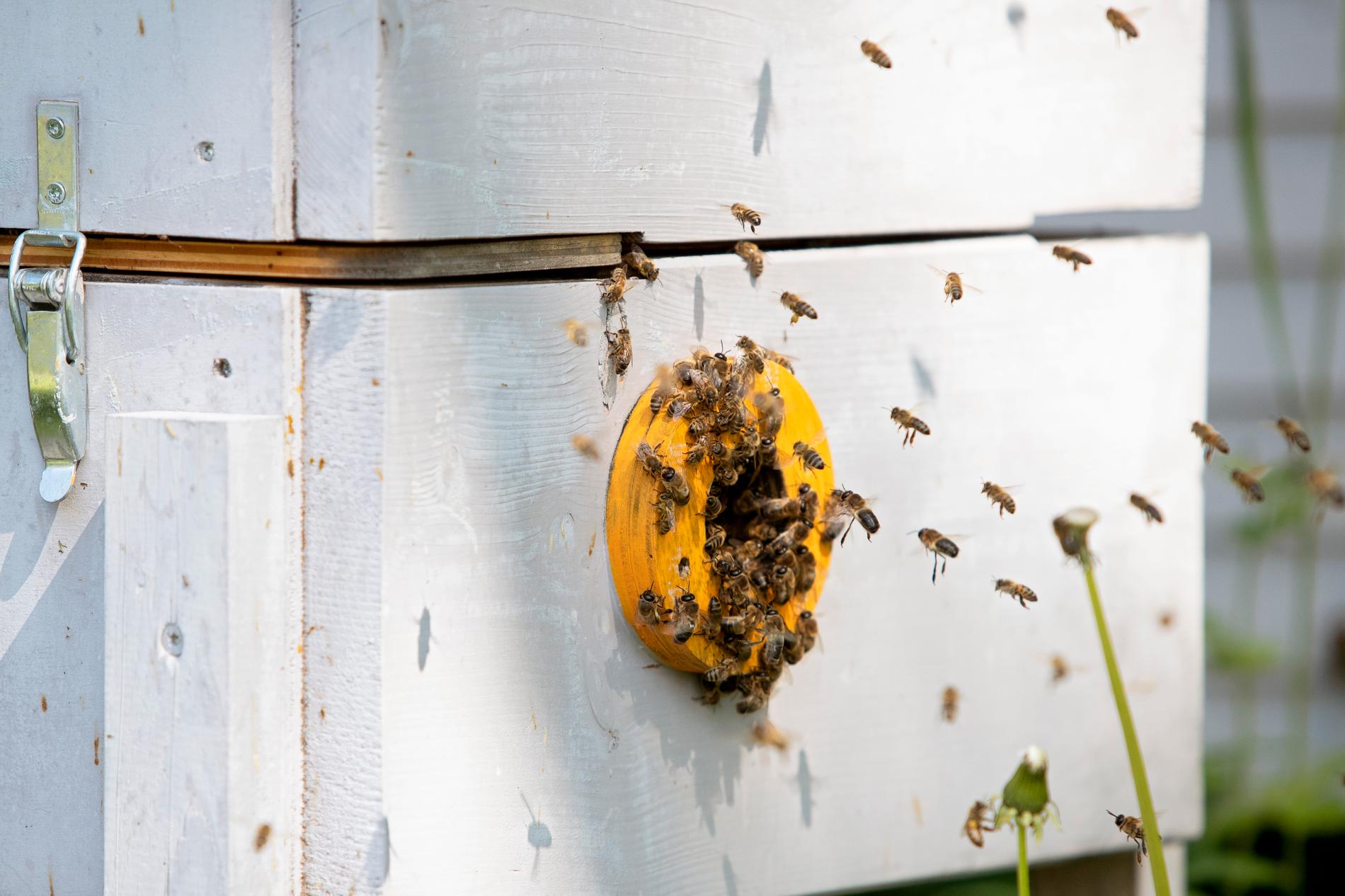 Plast kan vara byggmaterial för bin. Arkivbild.