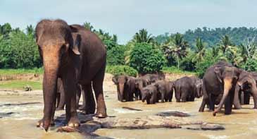 Elefanter ser du överallt på Sri Lanka.