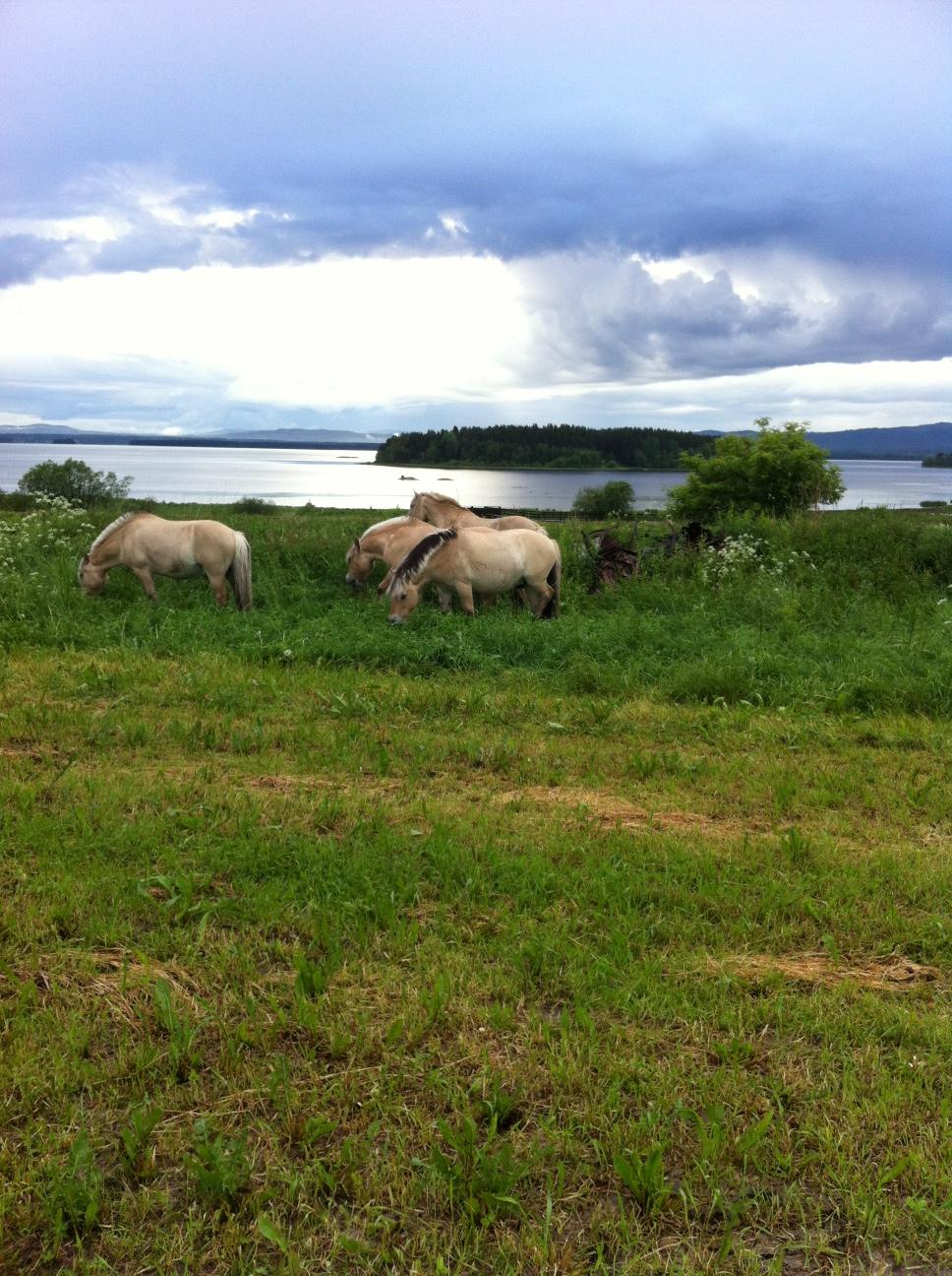 Yvonne Bäcker skickade in denna bild på norska dalahästar i Orsa.