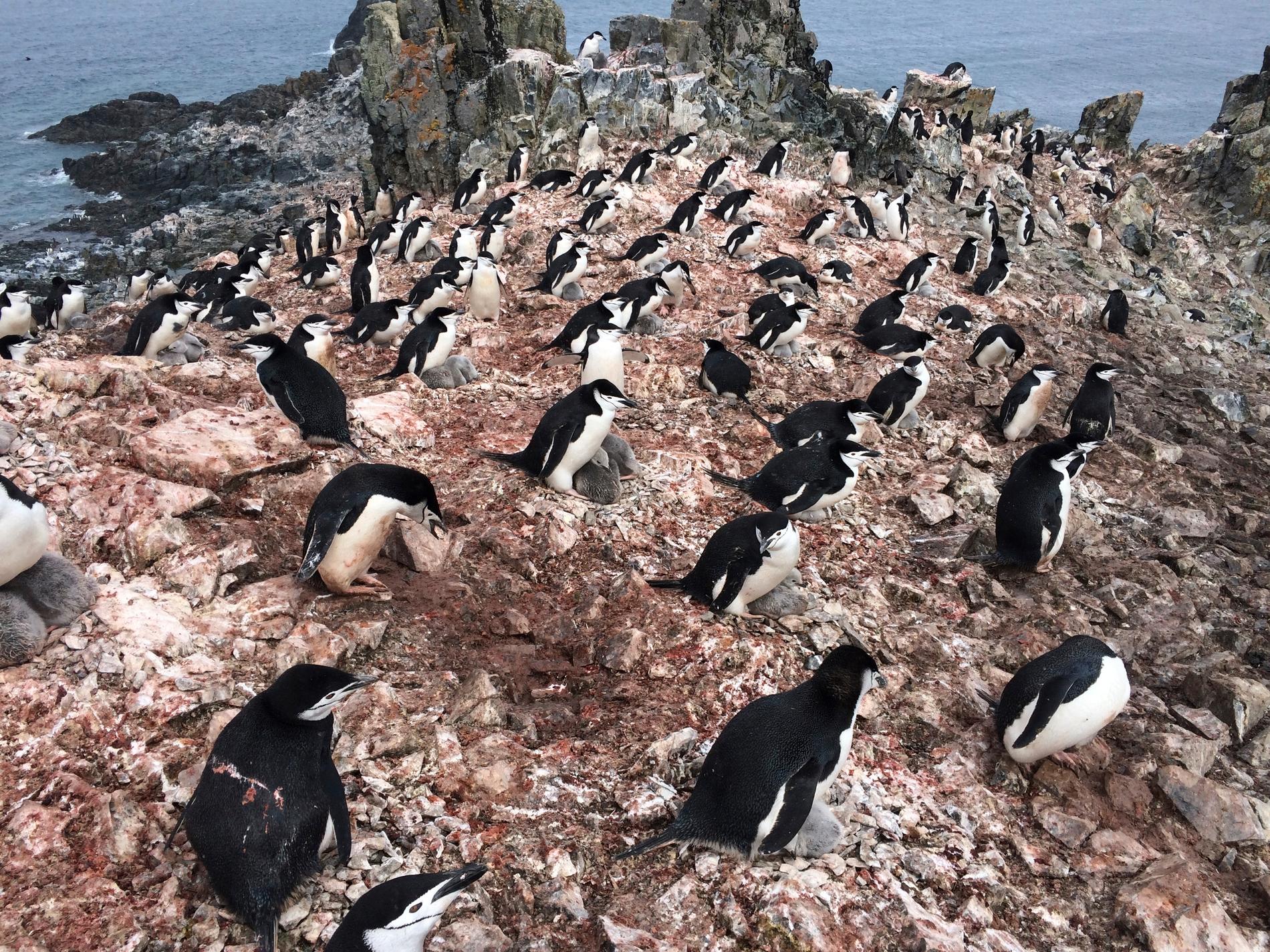Hakremspingviner på King George Island i Antarktis där den nya studien genomfördes. Arkivbild.