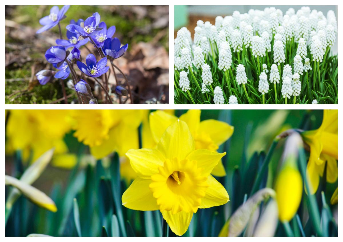 April månad i trädgården - så sköter du växterna i april