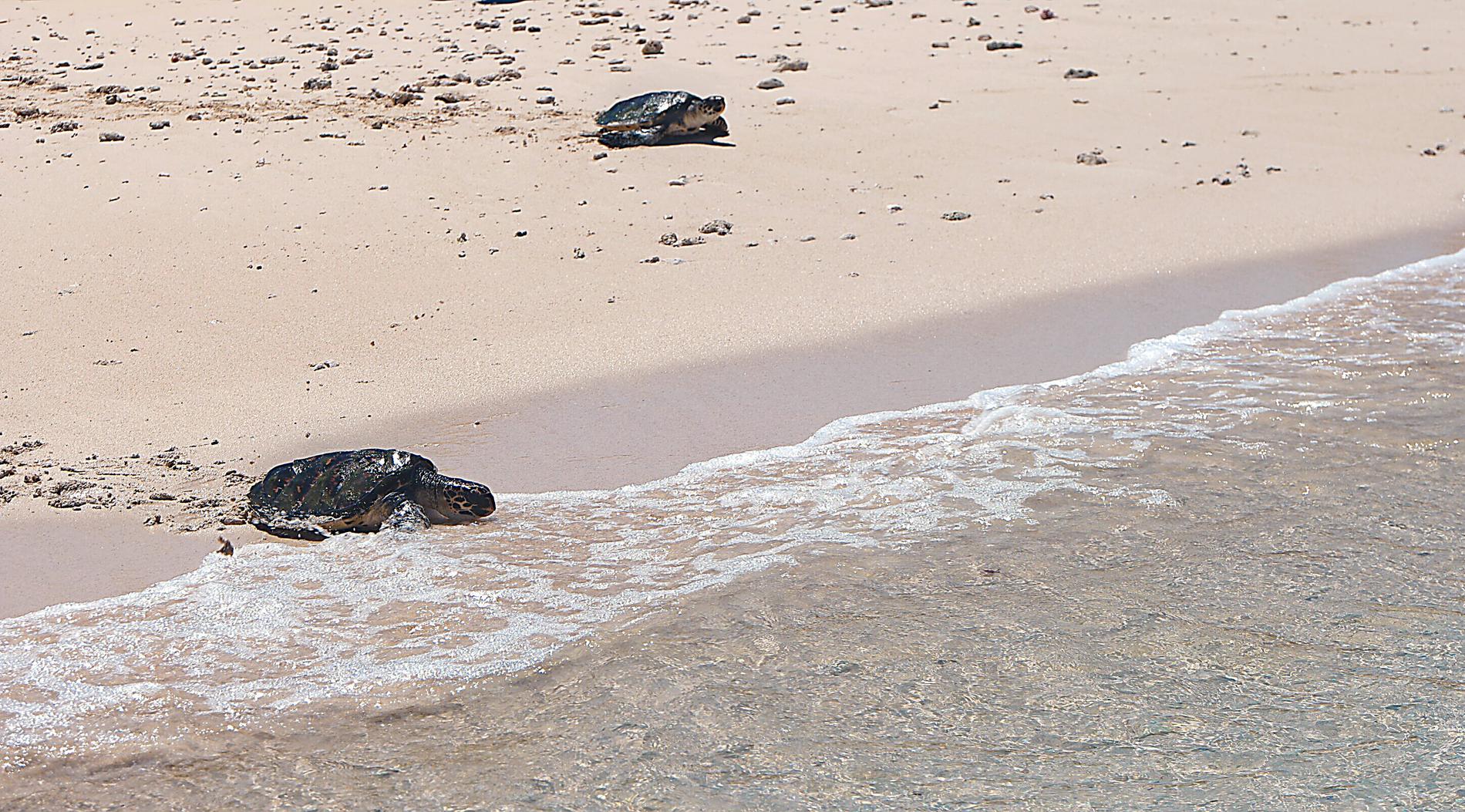 Två karettsköldpaddor på väg ned i havet för första gången. Arkivbild.