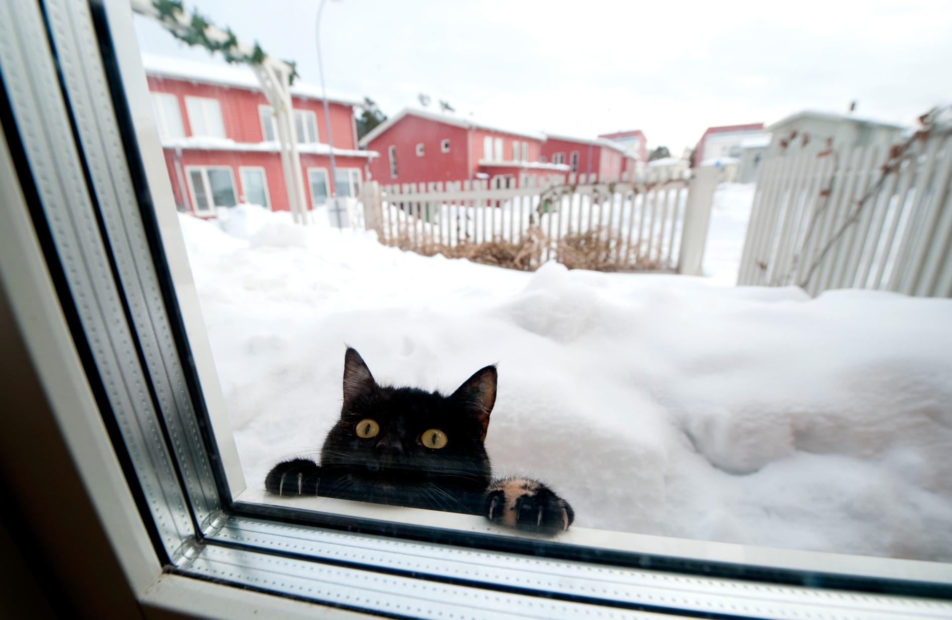 Håll katten inomhus under vintern för att undvika att den smittas med salmonella, är SVA:s råd till landets kattägare. Arkivbild.