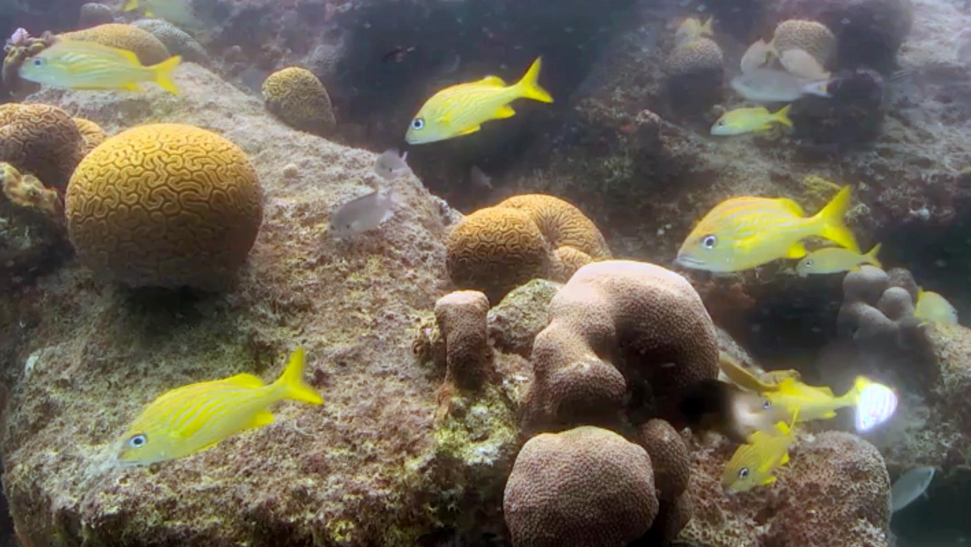 Hawaii förbjuder solkrämer som innehåller kemikalier som tros skada korallreven. Arkivbild.