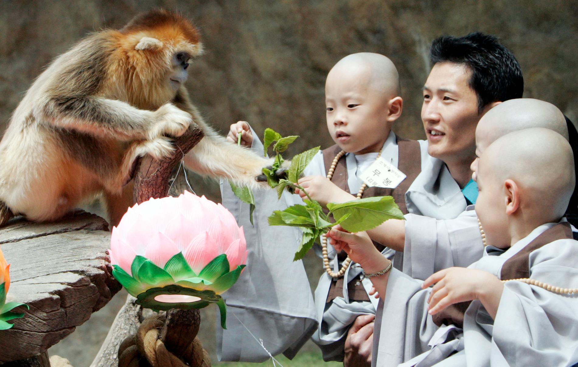 Koreas nöjes- och djurpark Everland har en hel egen ap-park.
