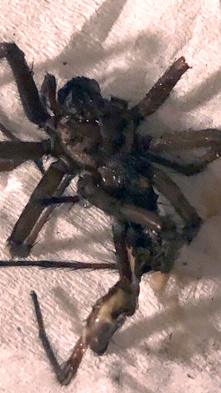 Spindeln som dök upp i Helena Hyséns lägenhet.