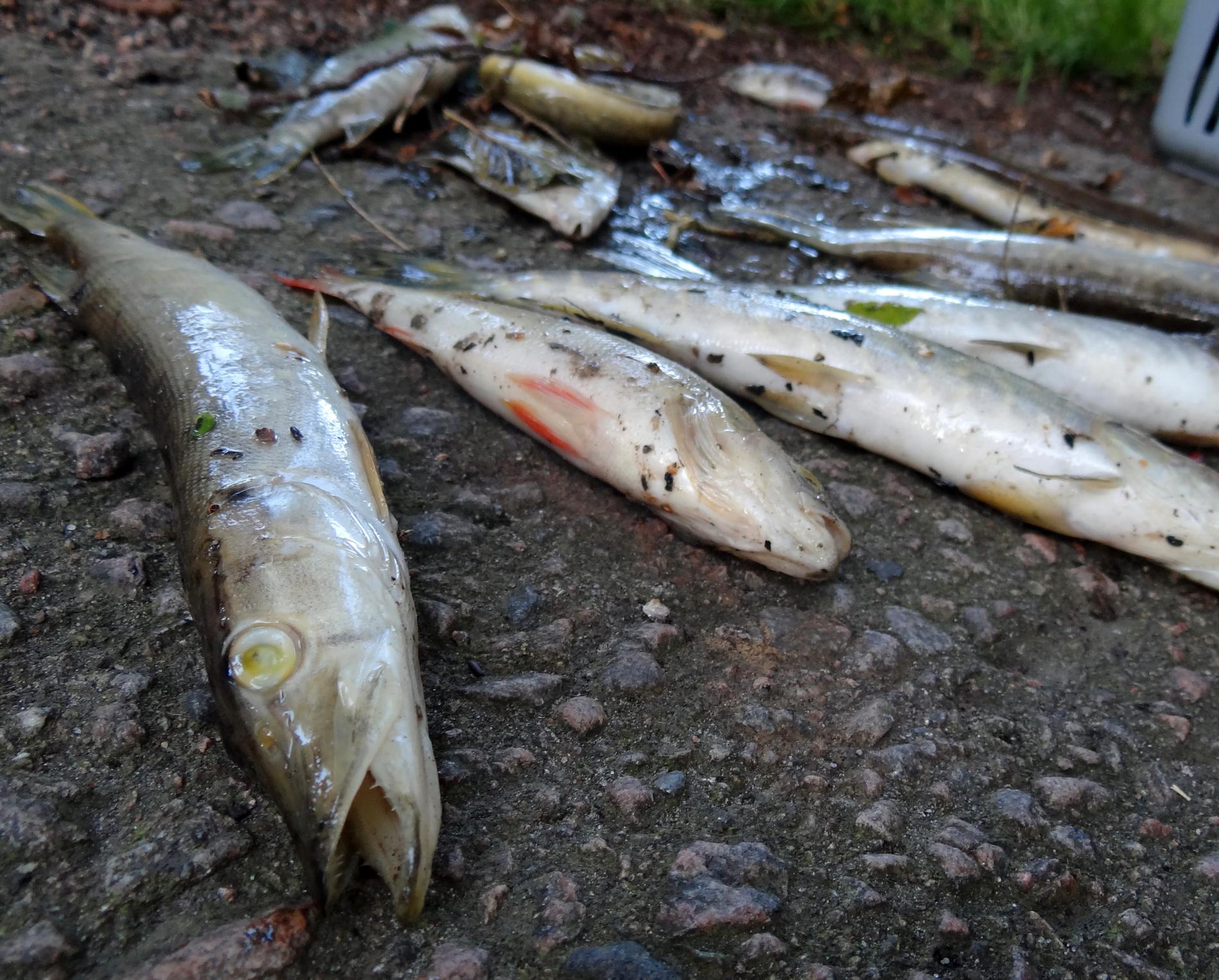 Tiotals fiskar har hittats döda i flera åar i Skåne. Anledningen är lågt vattenstånd som gör att fiskarna drabbas av syrebrist och dör. (Arkivbild.)