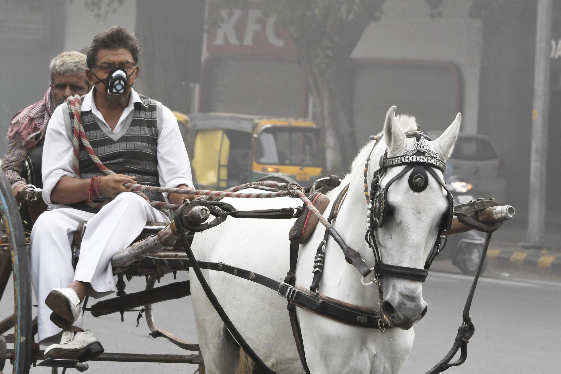 En man med häst och vagn täcker sitt ansikte när han kör genom Dehli. 