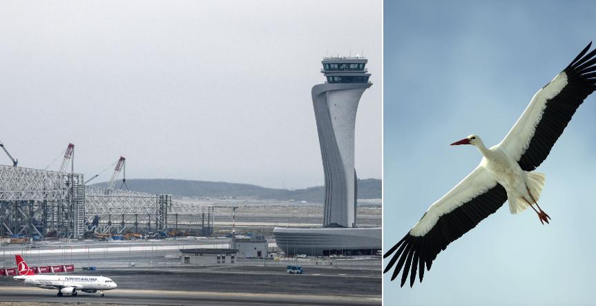 Fåglarna oroar piloter på flygplatsen. 