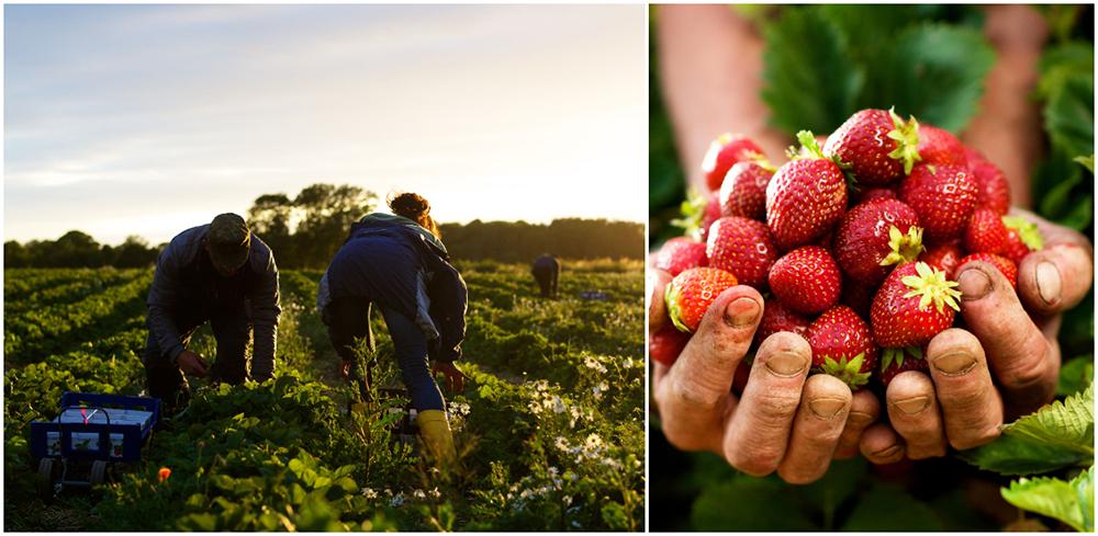 I midsommarhelgen äter vi 6–7 miljoner jordgubbar.
