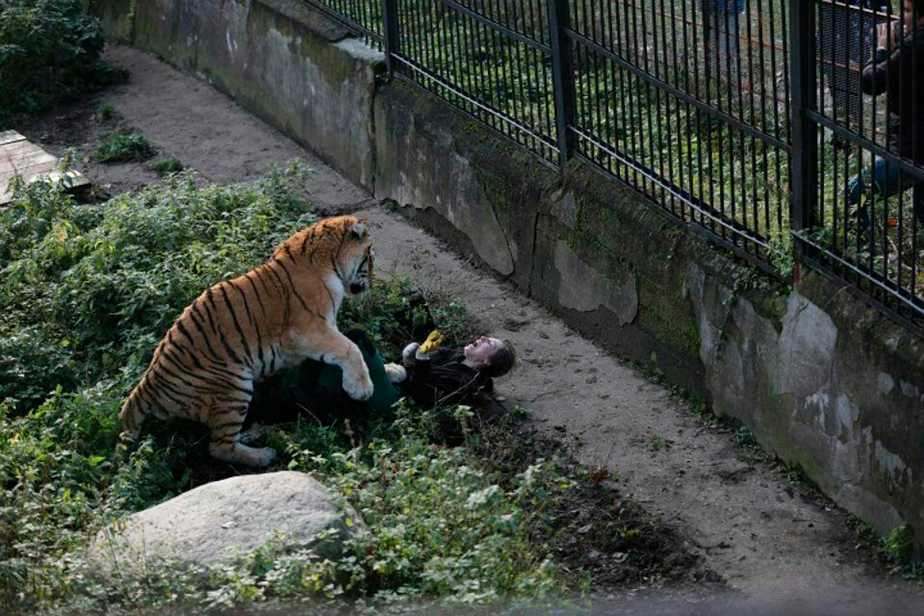 Fast mellan en sten och ett hårt ställe. Tigern uppges ha rivit och bitit kvinnan så hela ansiktet blödde.