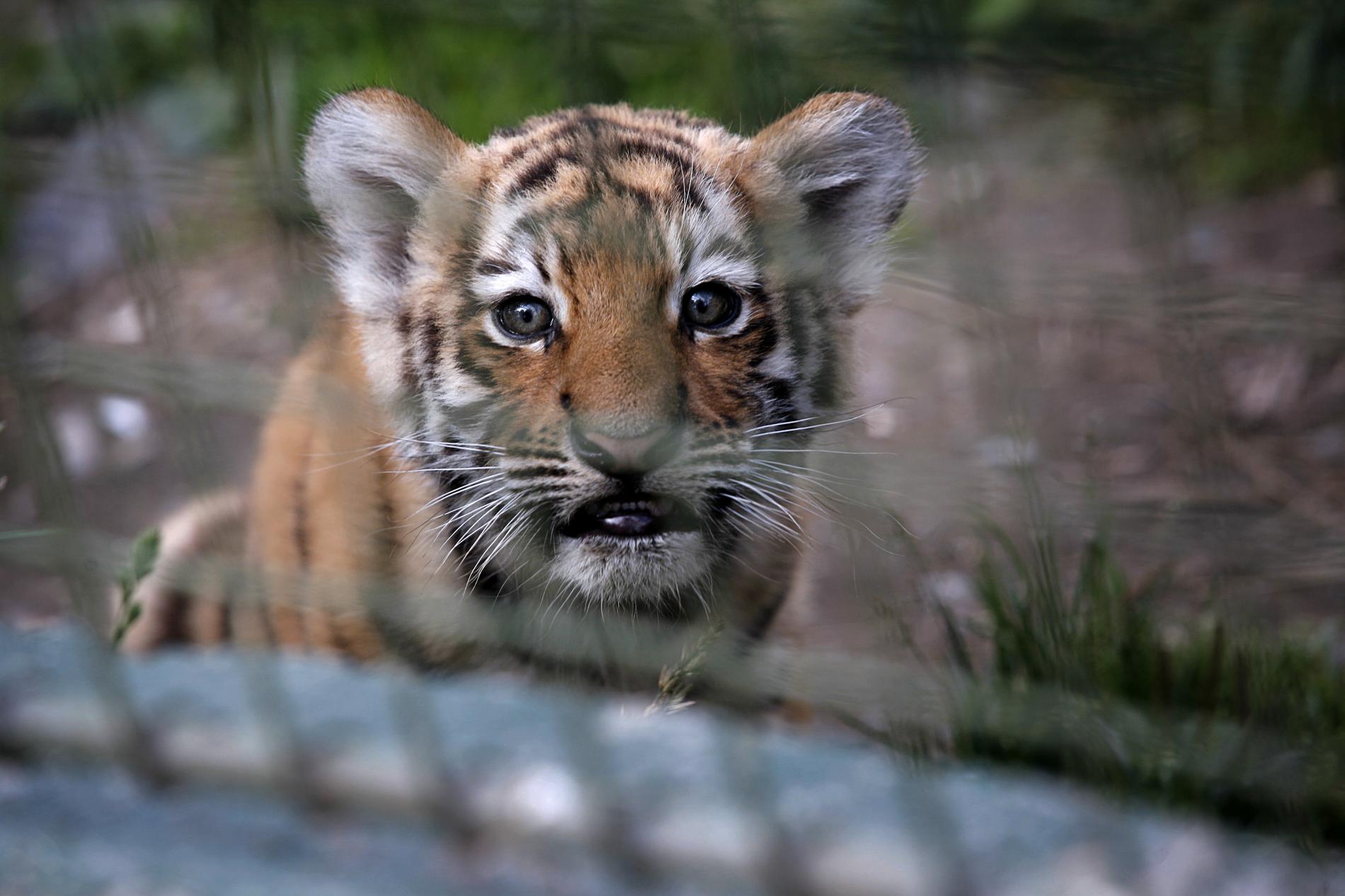 Bland annat en sibirisk tiger söker efter nytt hem efter Frösö zoos stängning.