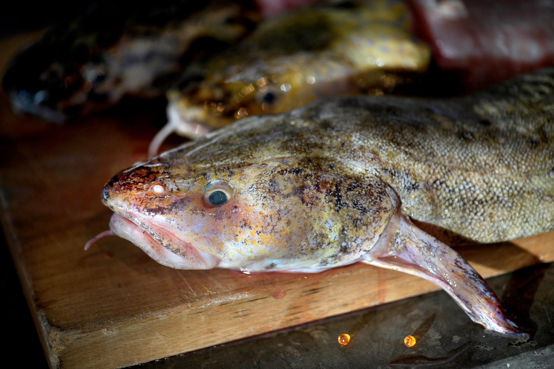 Laken är den enda torskfisken i våra stora insjöar. Nu ökar beståndet i Vättern, och SLU-forskaren Göran Sundblad rekommenderar lake för matbordet. Arkivbild.