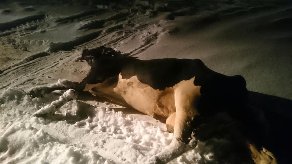 Tormod och hans kollegor var tvungen att avliva en ko i lördags. 