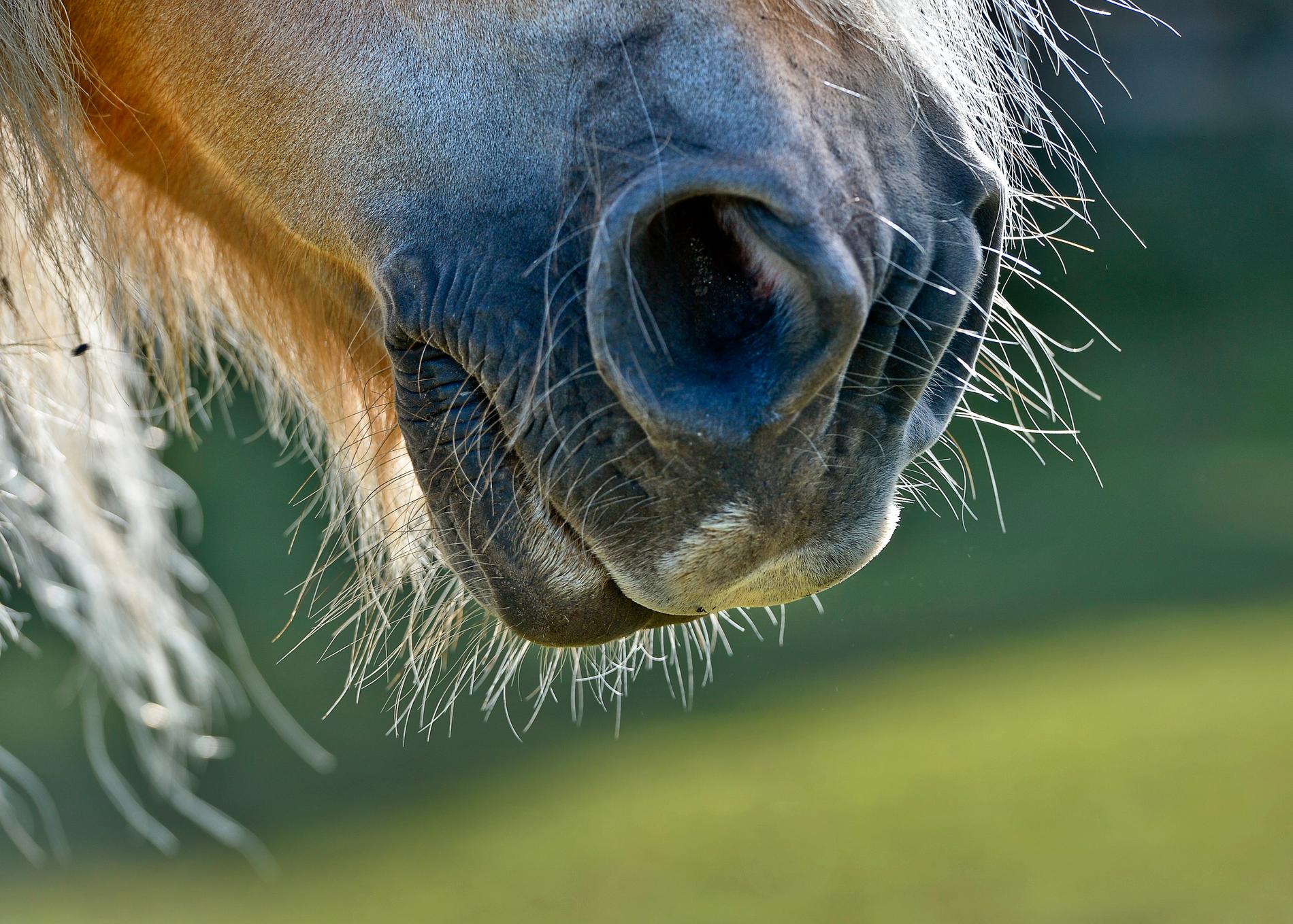 Svenska hästkliniker har dålig beredskap för att behandla det smittsamma hästviruset EHV-1. Arkivbild.