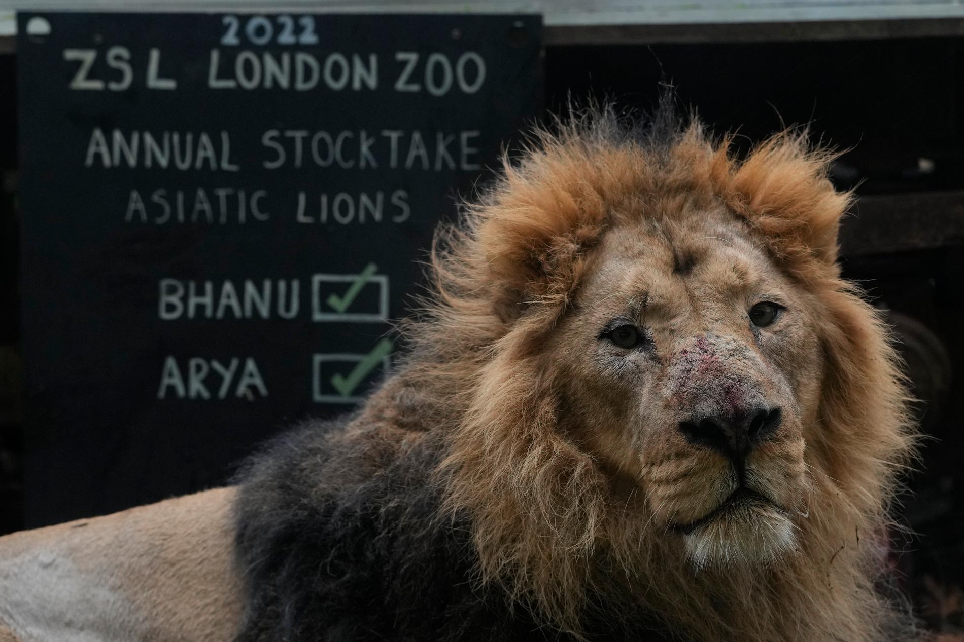 Lejon i fångenskap, här i djurparken London Zoo. Arkivbild.