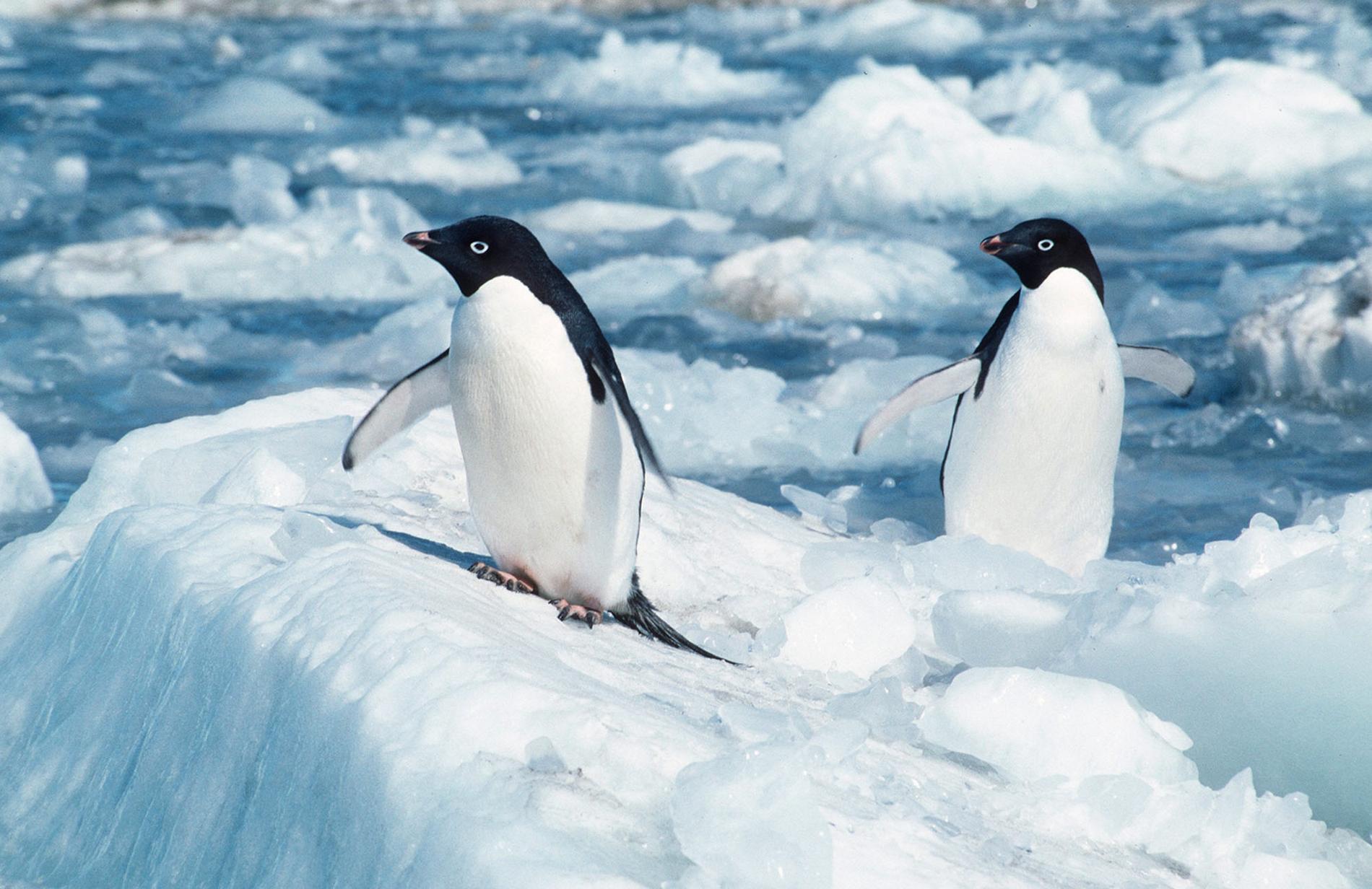 Adéliepingvinen är, tillsammans med kejsarpingvinen, den sydligast förekommande pingvinarten. Den häckar runt hela den antarktiska kontinenten.