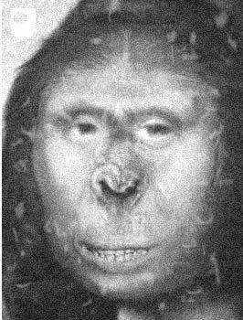 Så här tror forkarna att apmänniskan Zana såg ut.
