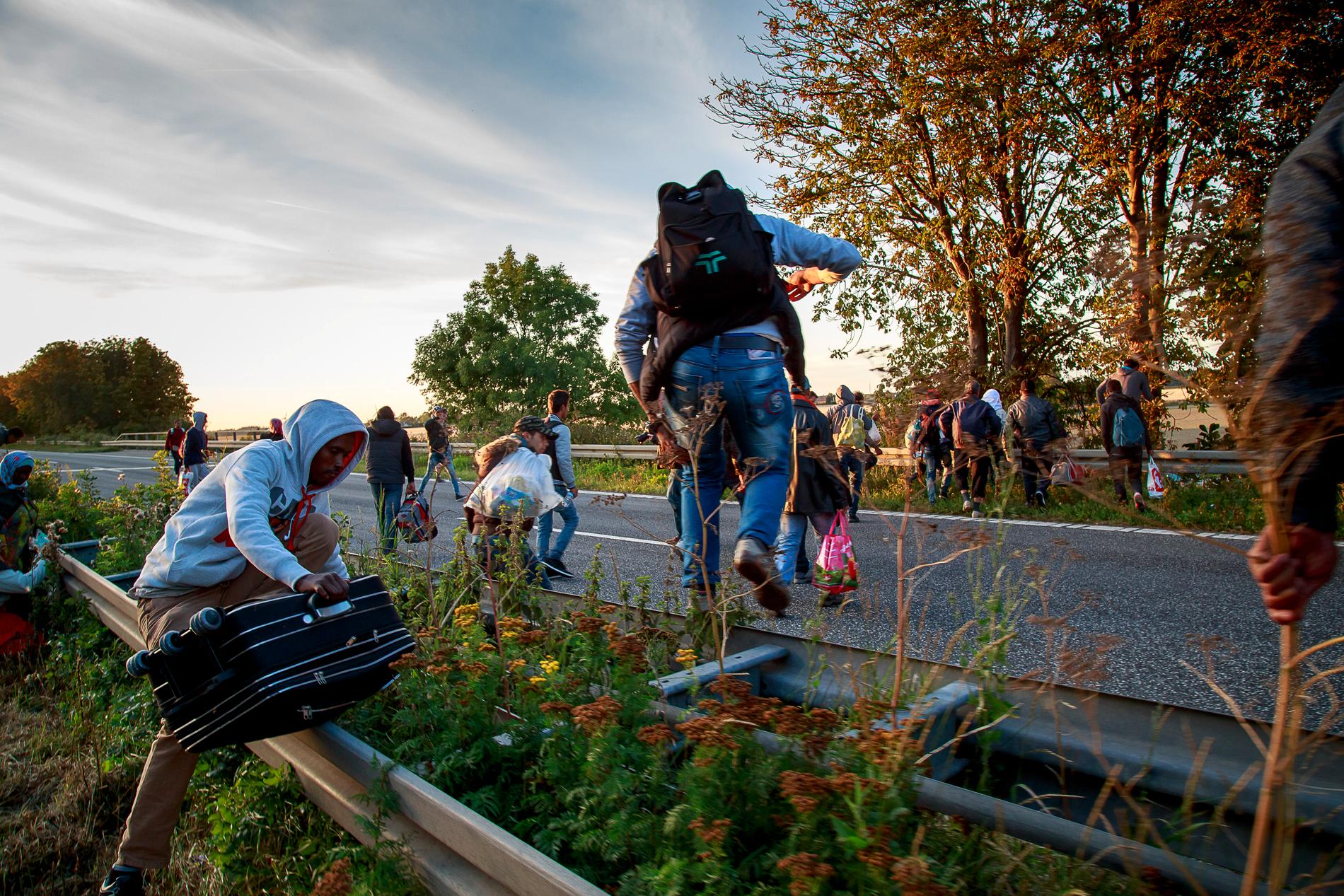 Flyktingar vandrar genom Danmark på väg till Sverige.