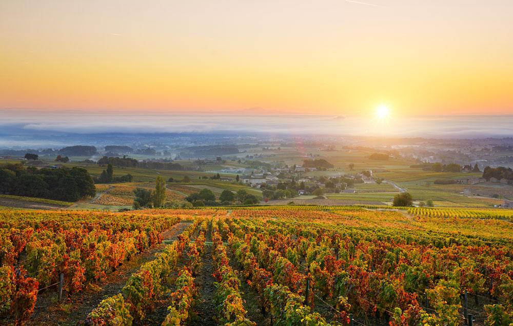 Vinproducenterna i Rhnôedalen tampas med bränder och hetare säsonger. 