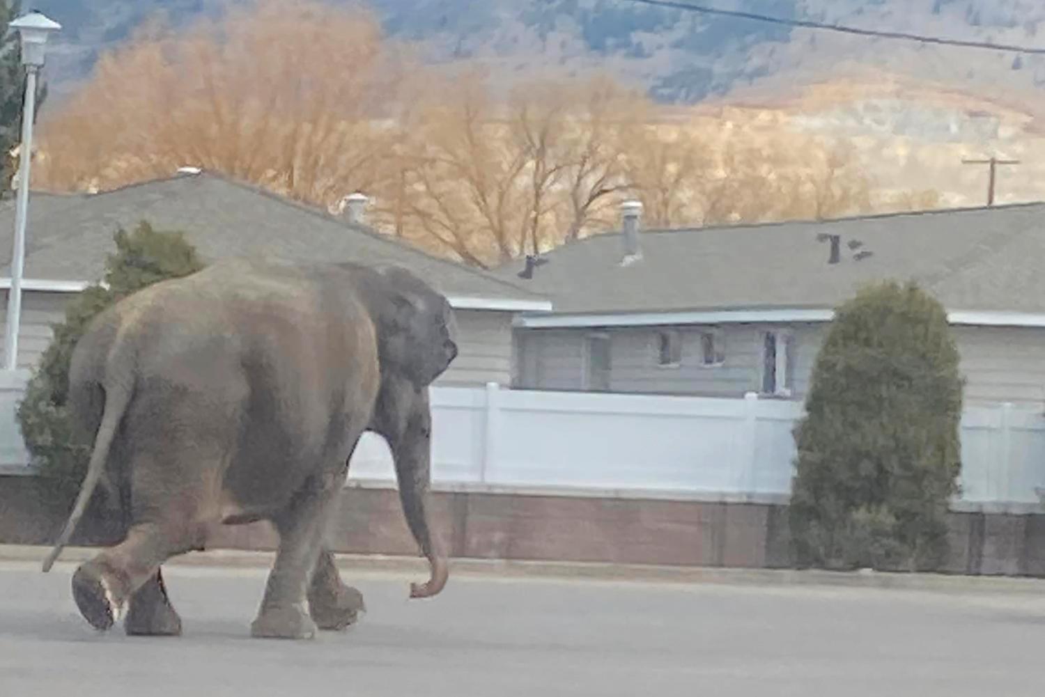 Stopp i trafiken: Cirkuselefant på rymmen