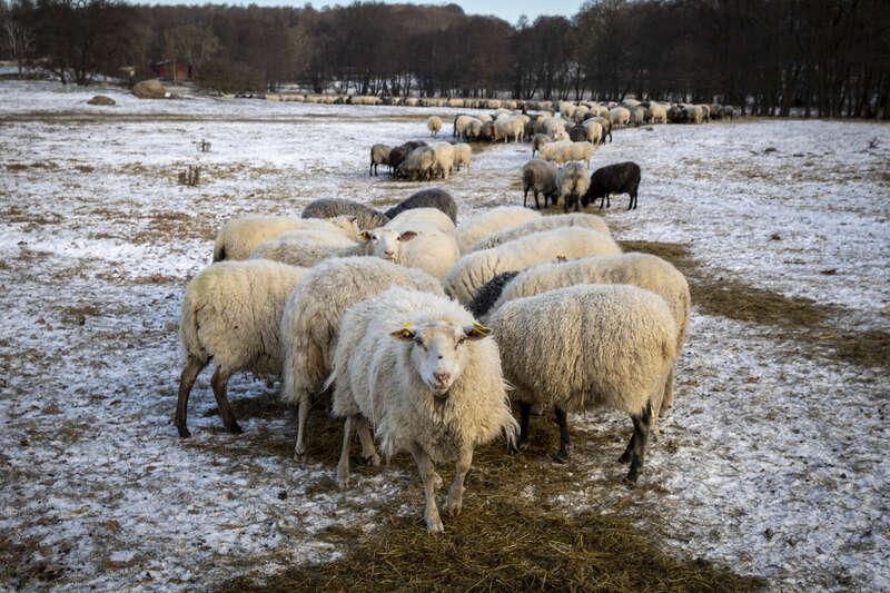 LRF Skåne vittnar om många bekymrade fårägare när vargen är på ingång. 