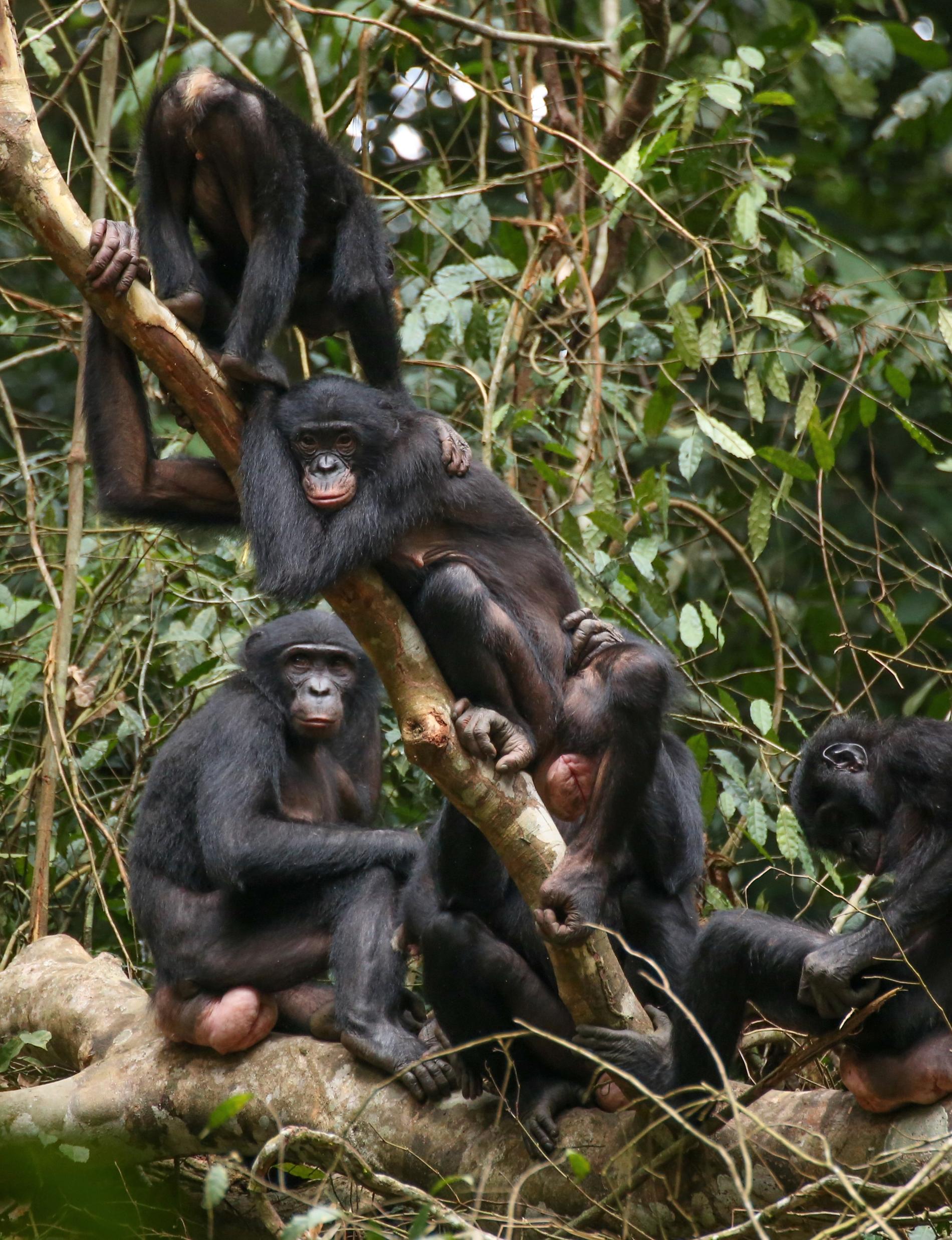 Bonobon, här en grupp honor i distriktet Wamba i Kongo-Kinshasa, skiljer sig beteendemässigt från den vanliga schimpansen. Den finns bara söder om Kongofloden.