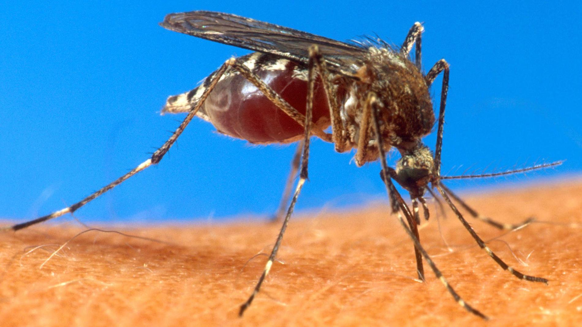 Det är framförallt myggarten Aedes aegypti som överför denguevirus.