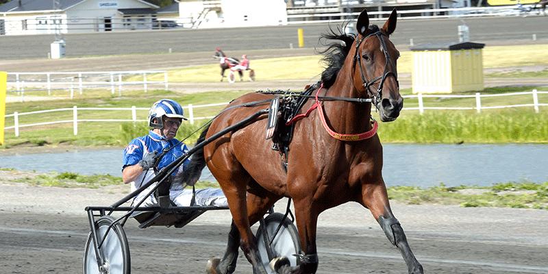 Mikael Cedergren skänker en del av prissumman till Barncancerfonden med hästen Jalna Boko (V86–1). På bilden med kusken Kaj Widell. 